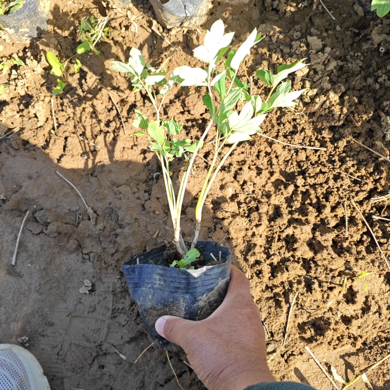 绿化用牡丹杯苗容器苗牡丹基地绿化牡丹基地产地直发保质保量