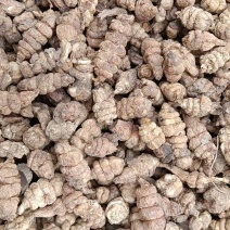 螺丝菜干货