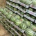 【实力推荐】美都西瓜基地现摘直发西瓜精品地头价