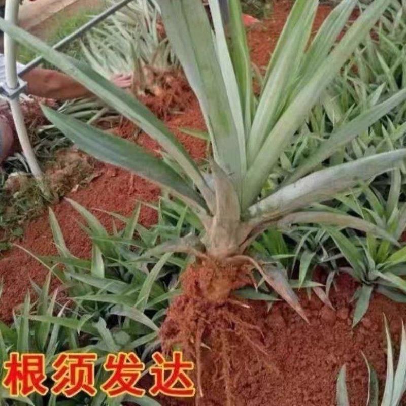 金钻凤梨苗基地直发，品质保证，诚信经营，欢迎选购