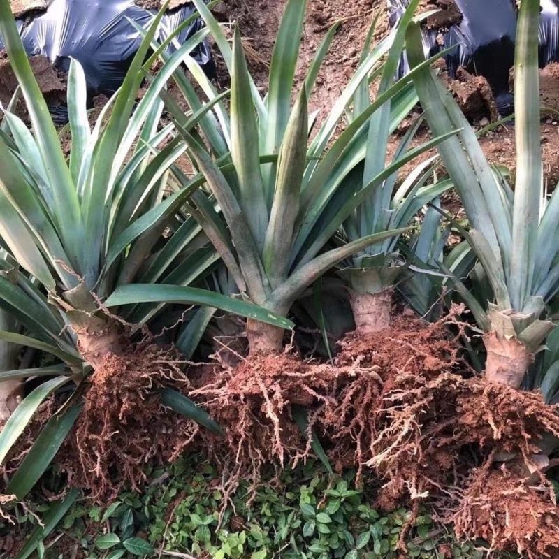 金钻凤梨苗基地直发，品质保证，诚信经营，欢迎选购