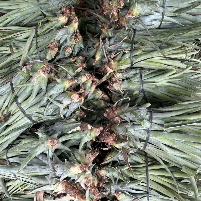 金钻凤梨苗基地直发，品质保证，诚信经营，欢迎选购