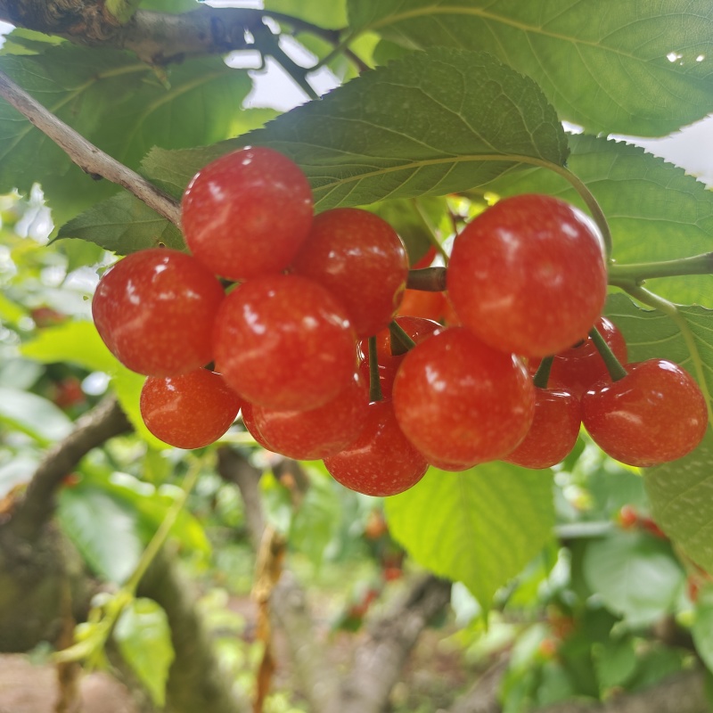 简阳本地樱桃