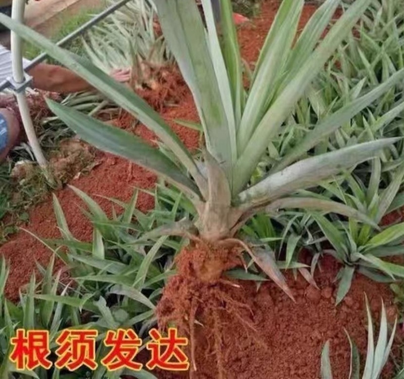 云南金钻凤梨苗，一手货源，保质保量，可视频看货，诚信经营