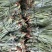 云南金钻凤梨苗，一手货源，保质保量，可视频看货，诚信经营