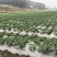 蔬菜羽衣甘蓝