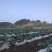 蔬菜羽衣甘蓝