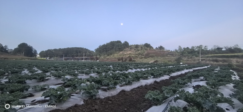 蔬菜羽衣甘蓝