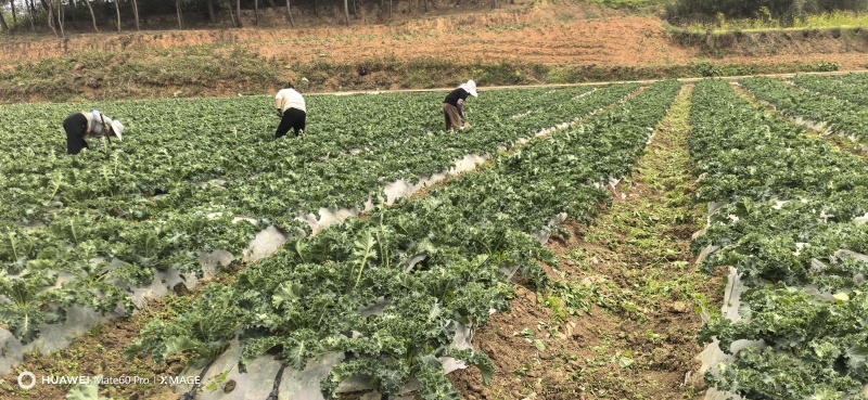 羽衣甘蓝