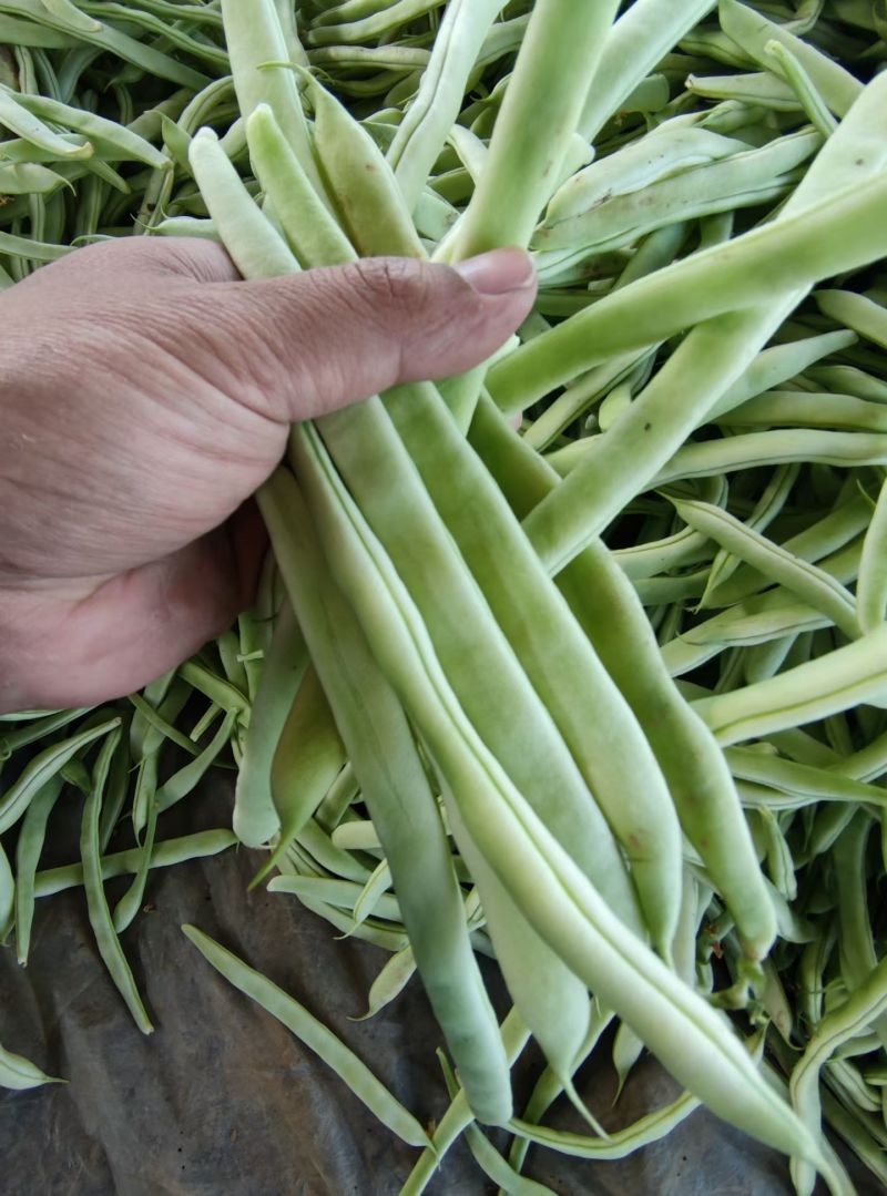 白不老芸豆产地直销量大，优质欢迎广大客商前来采购