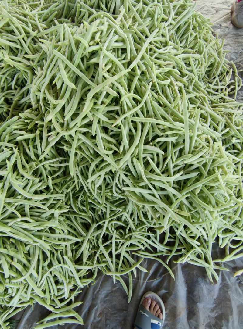 白不老芸豆产地直销量大，优质欢迎广大客商前来采购