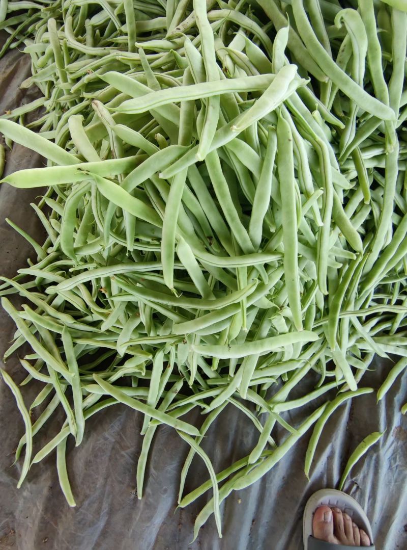 白不老芸豆产地直销量大，优质欢迎广大客商前来采购