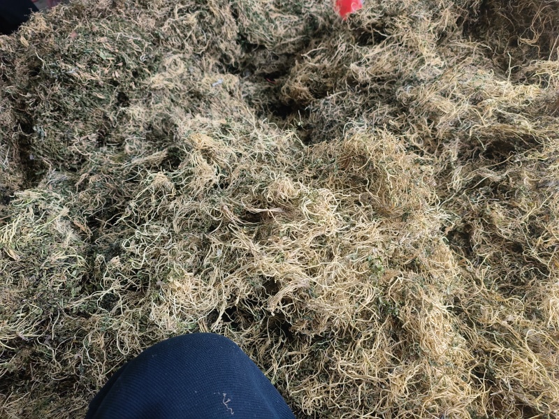 半边莲，产新半边莲干货