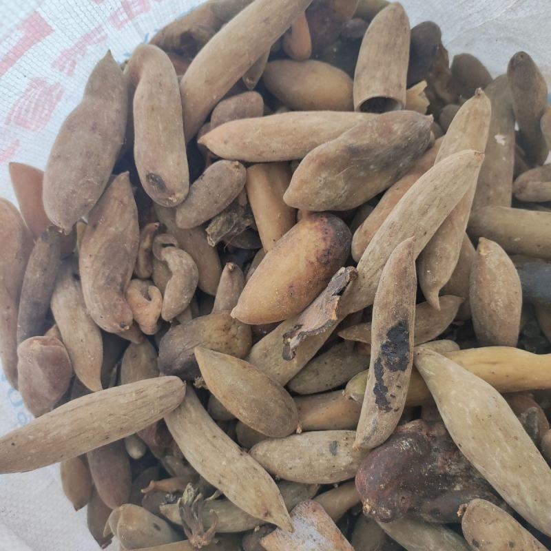 中药材五倍子天然百虫仓五花倍独角倍保质保量批发零售