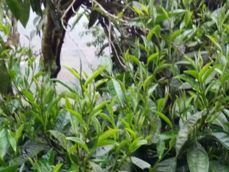 茶叶