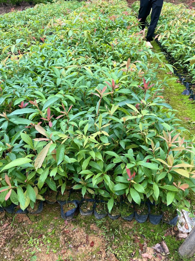 金丝楠木2块/棵。