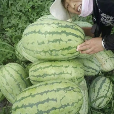 西瓜一手货源