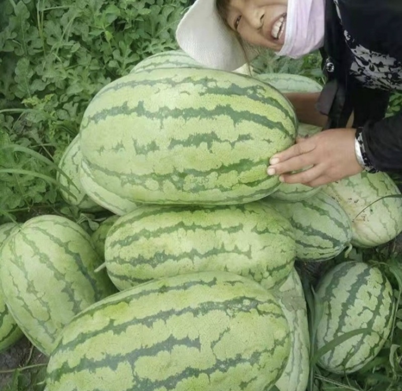 西瓜一手货源