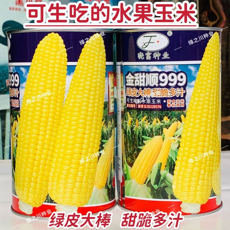 金甜顺999甜玉米种籽超甜鲜食水果玉米种子高产绿皮大棒