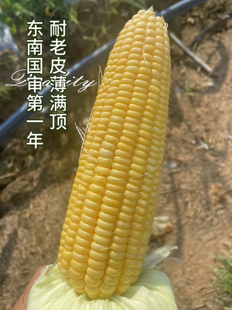 金甜顺999甜玉米种籽超甜鲜食水果玉米种子高产绿皮大棒