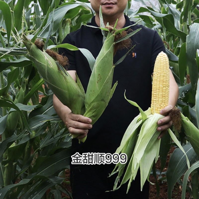 金甜顺999甜玉米种籽超甜鲜食水果玉米种子高产绿皮大棒