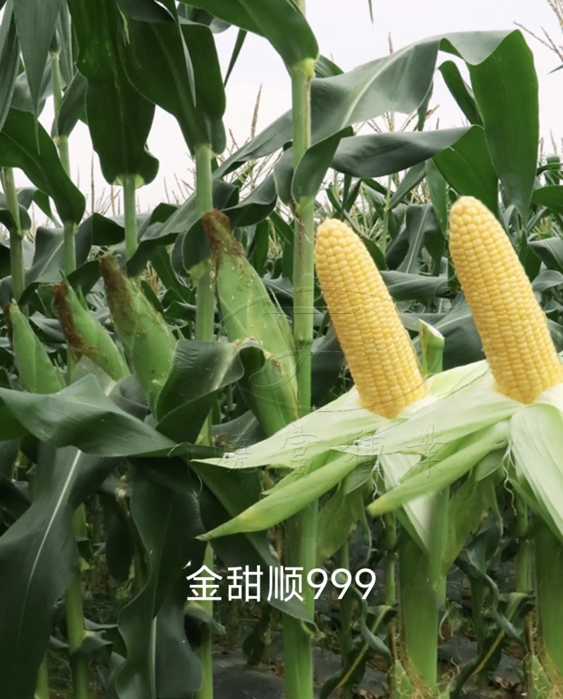 金甜顺999甜玉米种籽超甜鲜食水果玉米种子高产绿皮大棒
