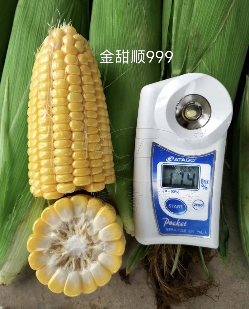 金甜顺999甜玉米种籽超甜鲜食水果玉米种子高产绿皮大棒