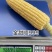 金甜顺999甜玉米种籽超甜鲜食水果玉米种子高产绿皮大棒