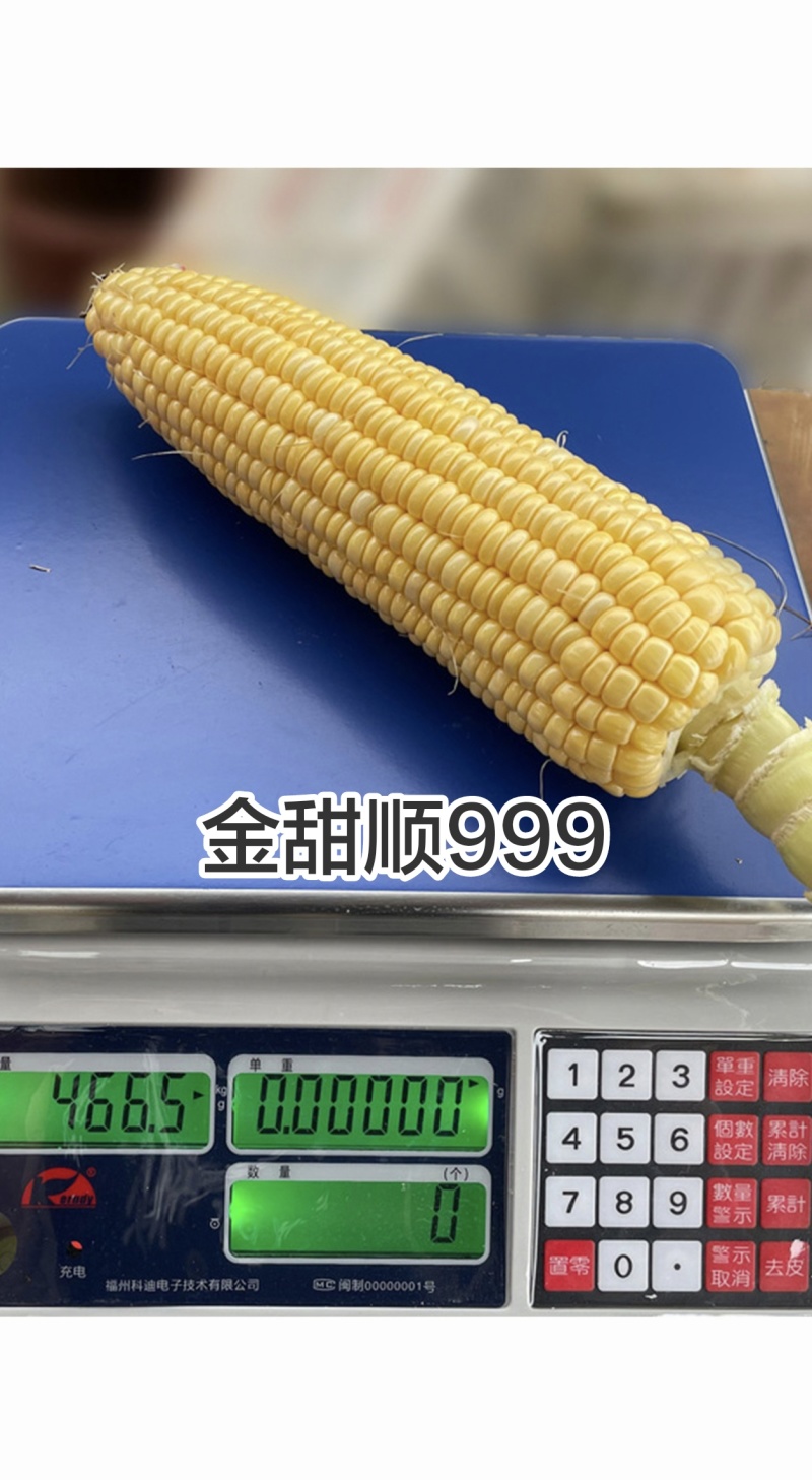 金甜顺999甜玉米种籽超甜鲜食水果玉米种子高产绿皮大棒