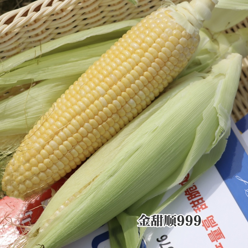 金甜顺999甜玉米种籽超甜鲜食水果玉米种子高产绿皮大棒