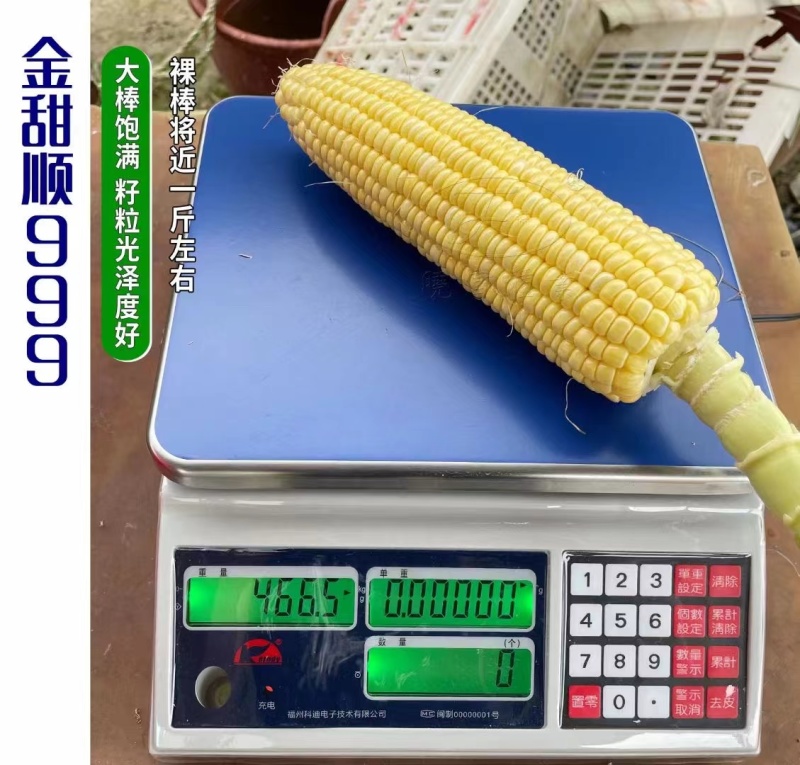 金甜顺999甜玉米种籽超甜鲜食水果玉米种子高产绿皮大棒