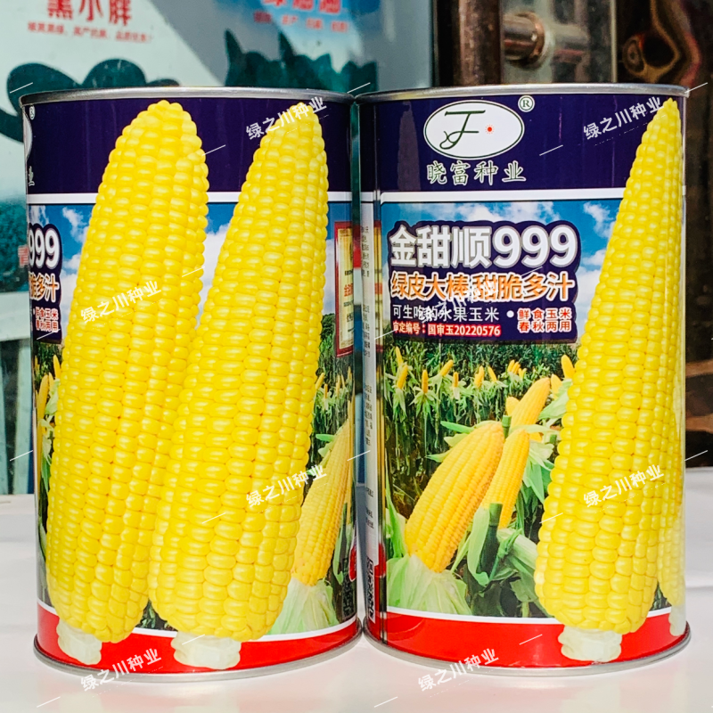 金甜顺999甜玉米种籽超甜鲜食水果玉米种子高产绿皮大棒