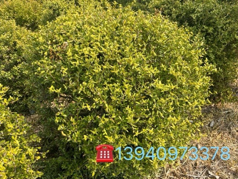 小叶黄杨球绿化苗木长势很好绿化好选