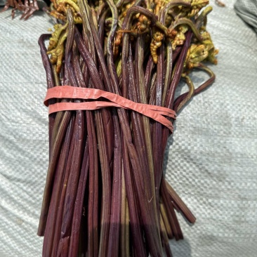 清水蕨菜原材料