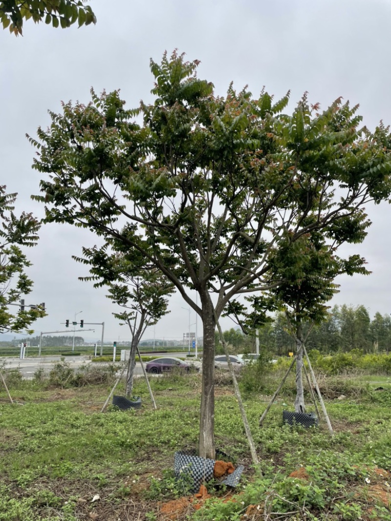 麻楝15-16