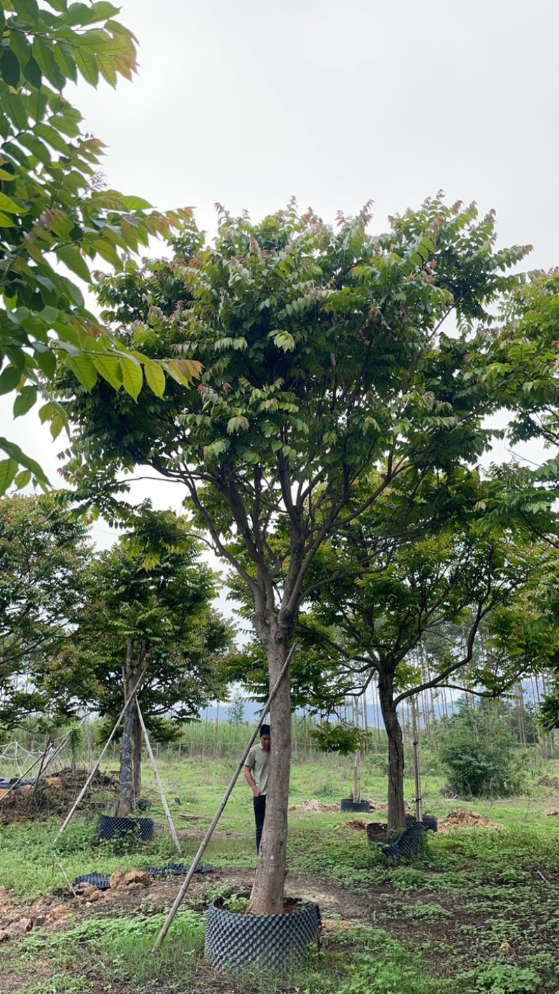 麻楝15-16