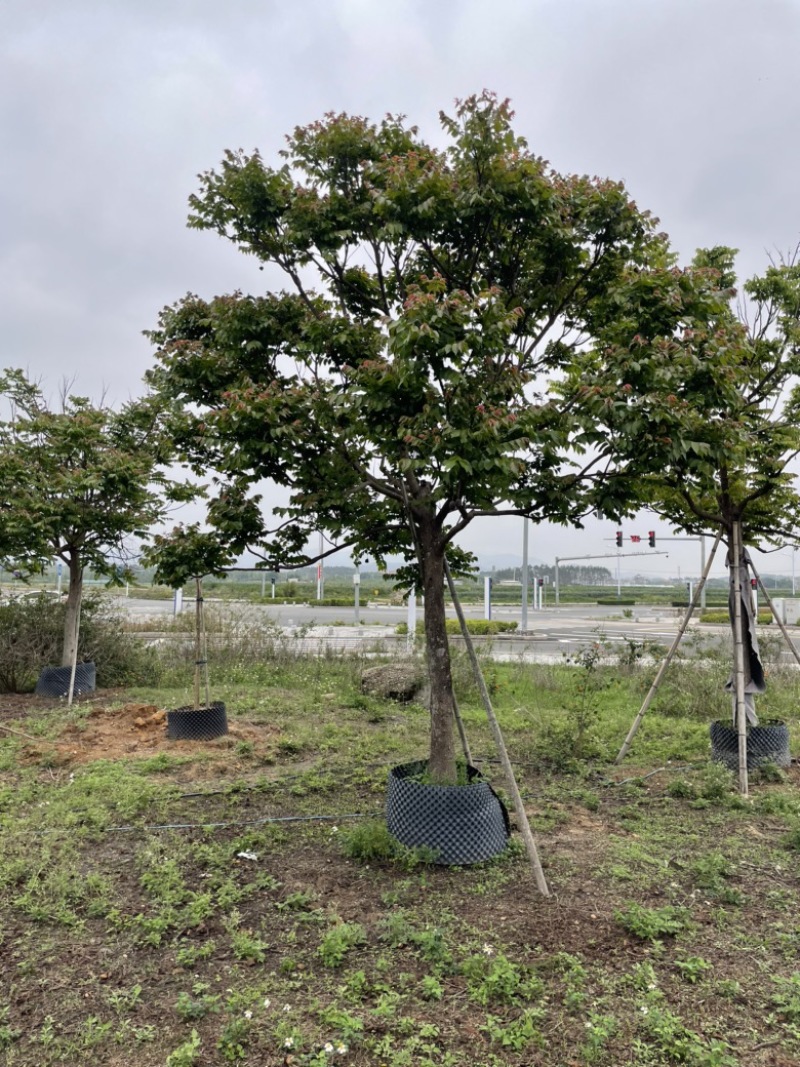 麻楝15-16