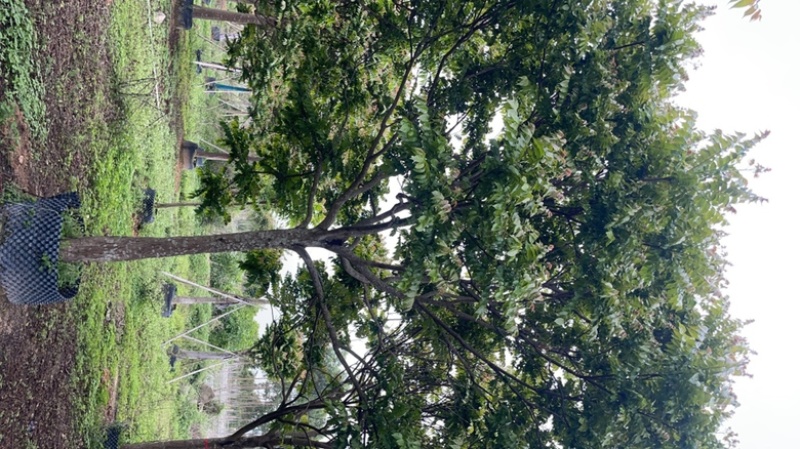 麻楝15-16