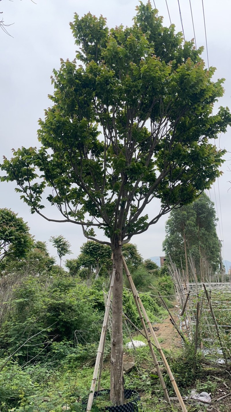 麻楝15-16