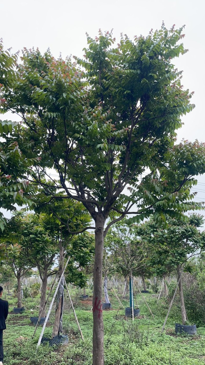 麻楝15-16