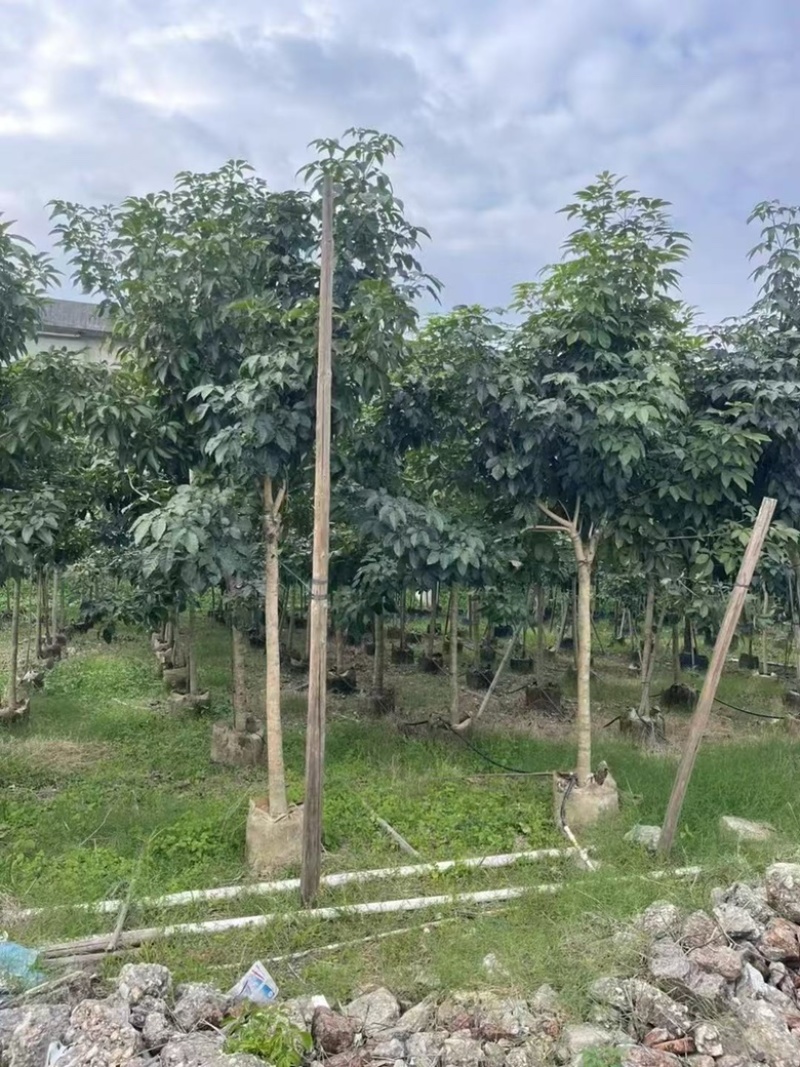 紫花风铃木