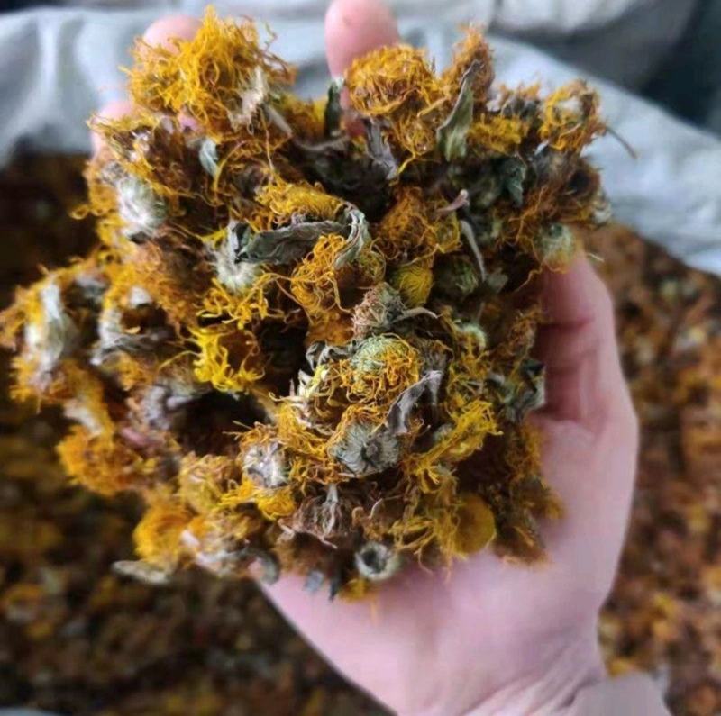 中药材野生旋覆花旋复花金沸花山东陕西贵州货花类批发零售
