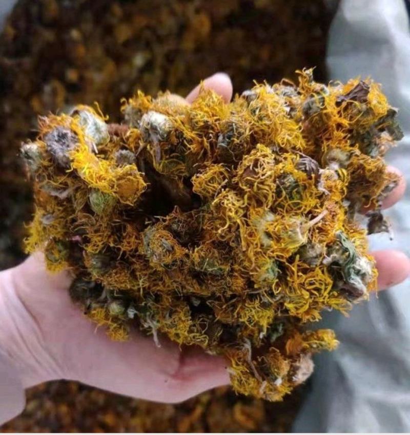 中药材野生旋覆花旋复花金沸花山东陕西贵州货花类批发零售