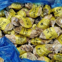 长期供钦州生蚝乳山蚝精品流通都有货源充足