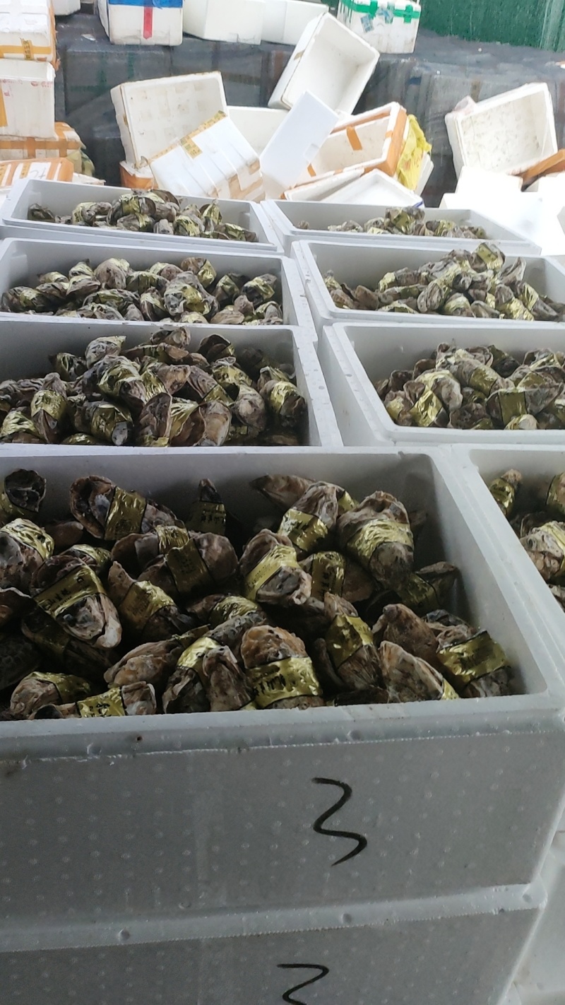 长期供钦州生蚝乳山蚝精品流通都有货源充足