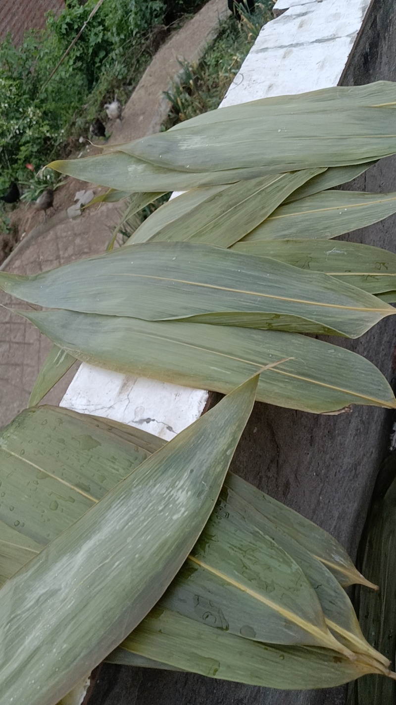 烘干粽叶保鲜叶现货