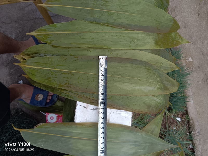 烘干粽叶保鲜叶现货
