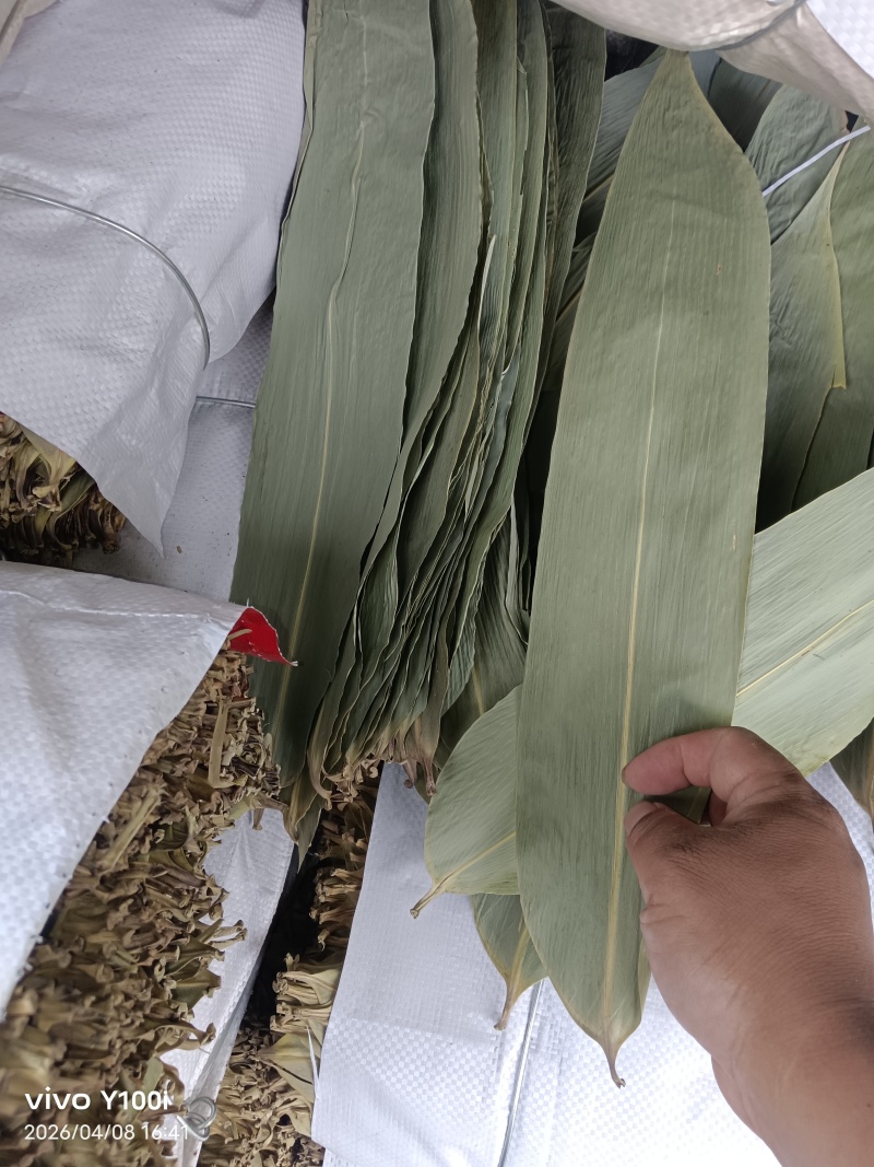 烘干粽叶保鲜叶现货