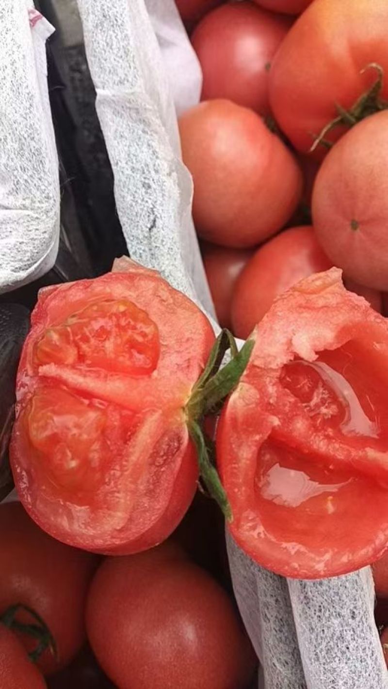 普罗旺斯大量上市