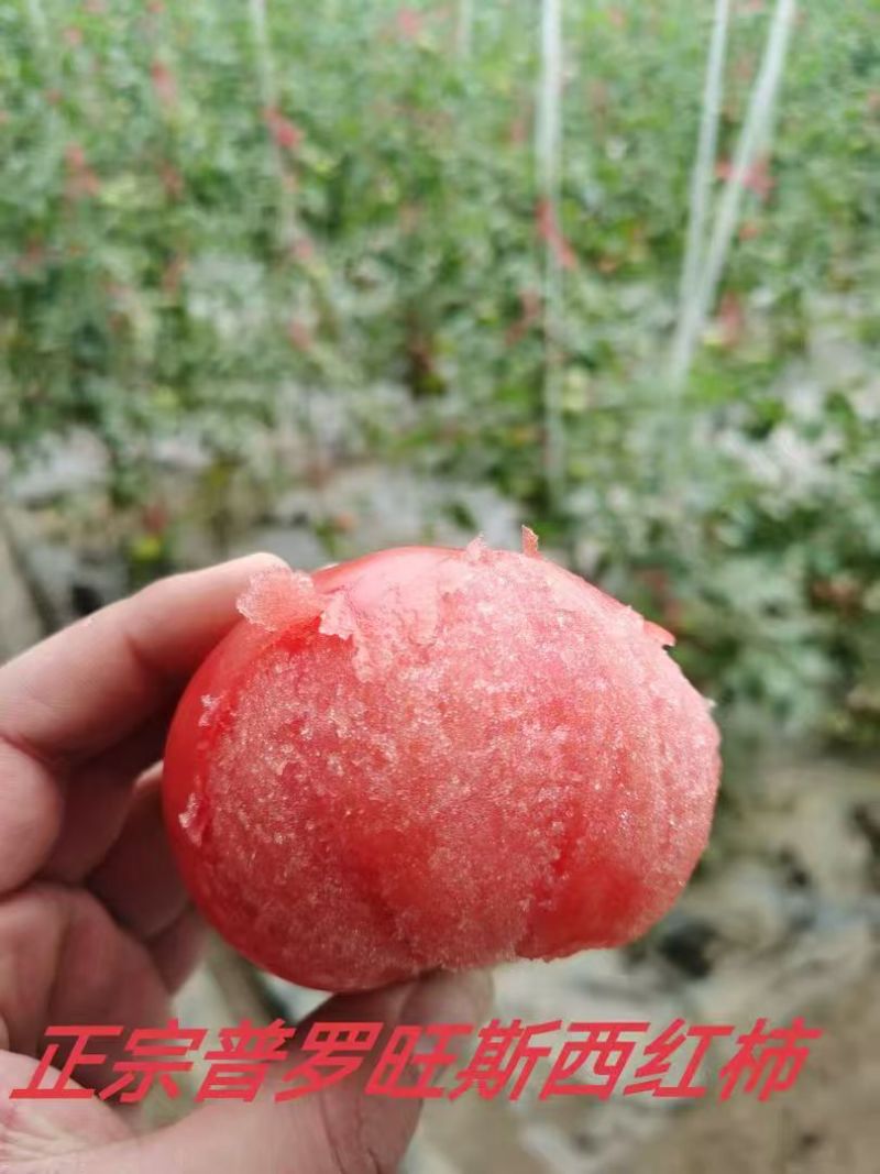 普罗旺斯大量上市